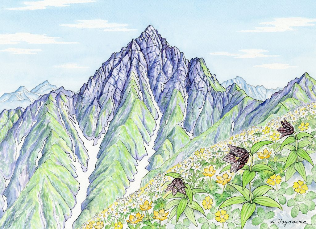 クロユリの咲く頃（剱岳） | 山の絵つなぐサイトbyjRO