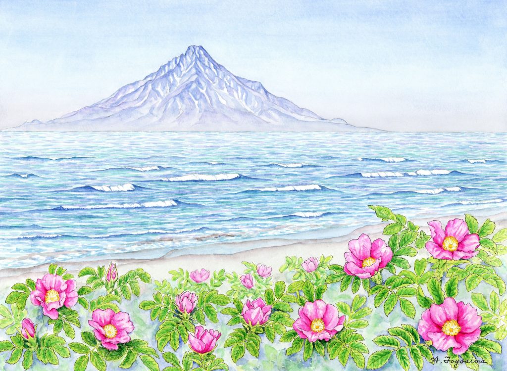 ハマナスの咲く頃（利尻） | 山の絵つなぐサイトbyjRO